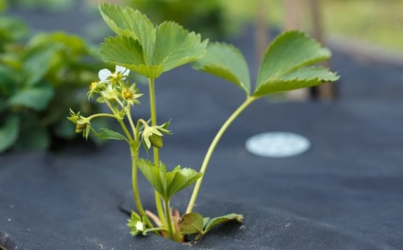 Wie viel Gramm hat eine Pflanze?