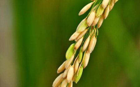 Ist Reis eine C4-Pflanze?