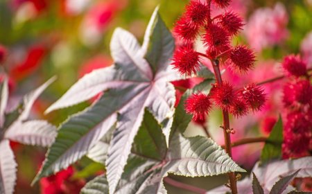 Ist Rizinus eine Pflanze?