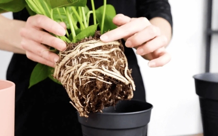 Wie kann man eine Pflanze umtopfen?