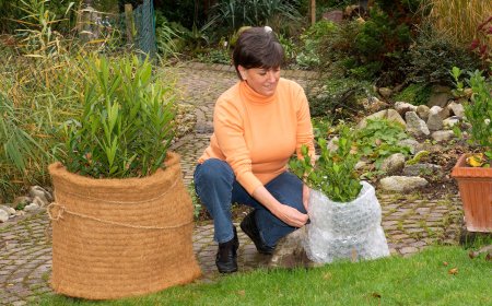 Welche Pflanze kann im Topf überwintern?