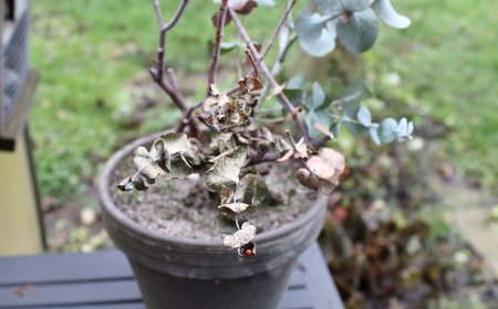 Pflanze vertrocknet – was tun?