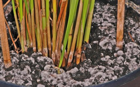 Was tun, wenn Pflanze schimmelt?