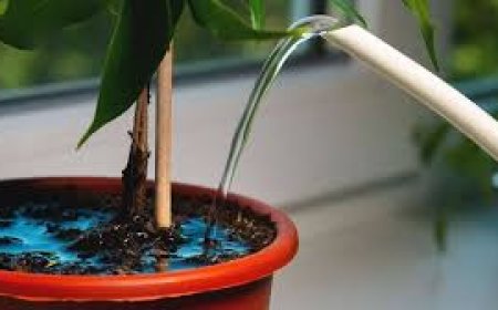 Pflanze überwässert – was tun?