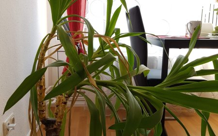 Pflanze wächst schief – was tun?