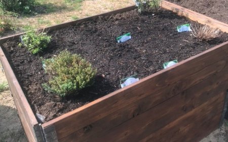 Was pflanze ich im Oktober ins Hochbeet?