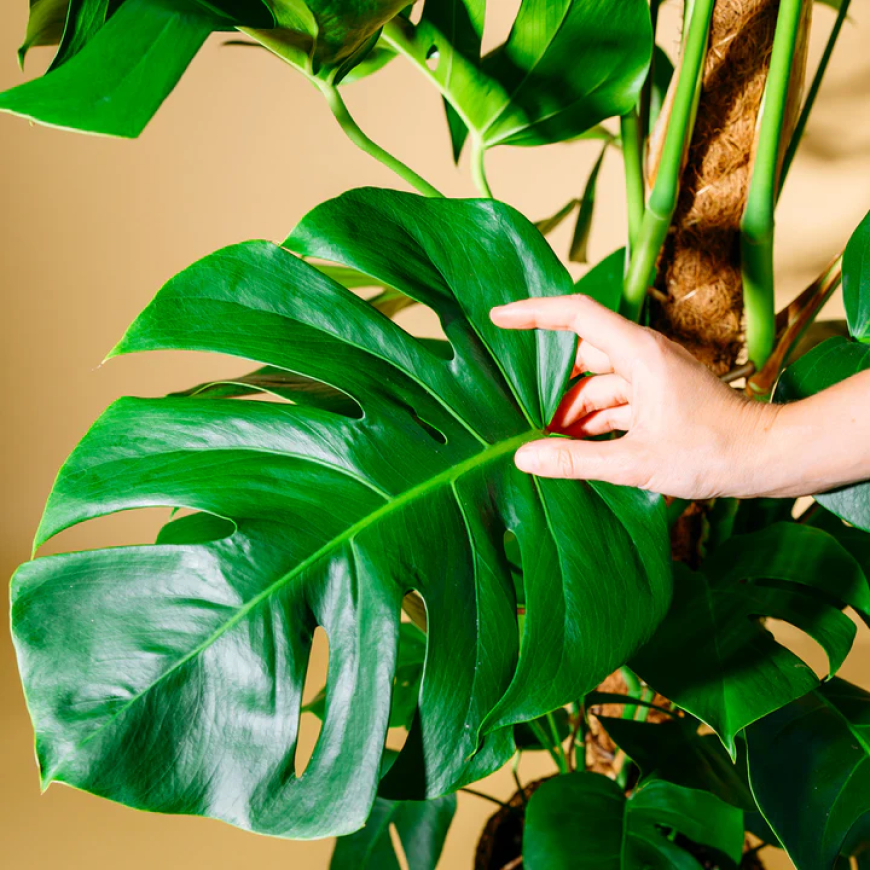 Monstera Deliciosa Pflege: Standort, Gießen & Gelbe Blätter vermeiden