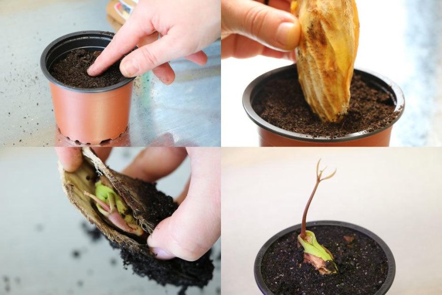 Wie zieht man aus einem Mangokern eine Pflanze?