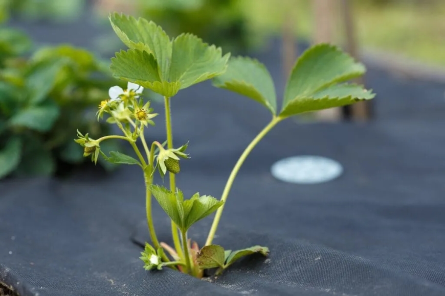 Wie viel Gramm hat eine Pflanze?