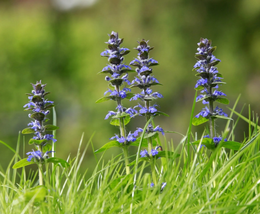 Ist Retterspitz eine Pflanze?