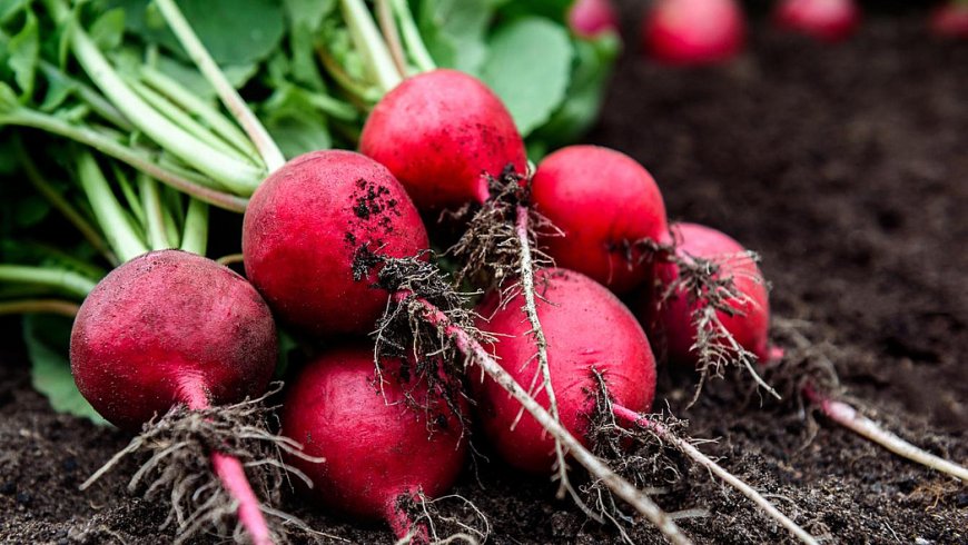 Ist Radieschen eine Pflanze?