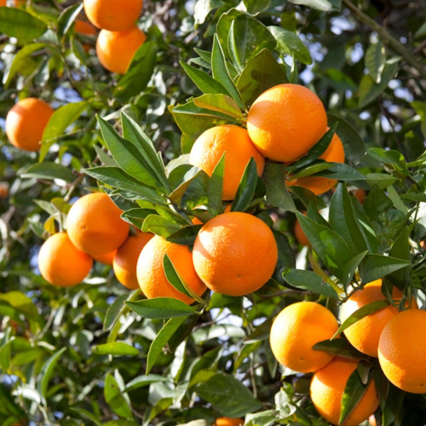 Ist Orange eine Pflanze?