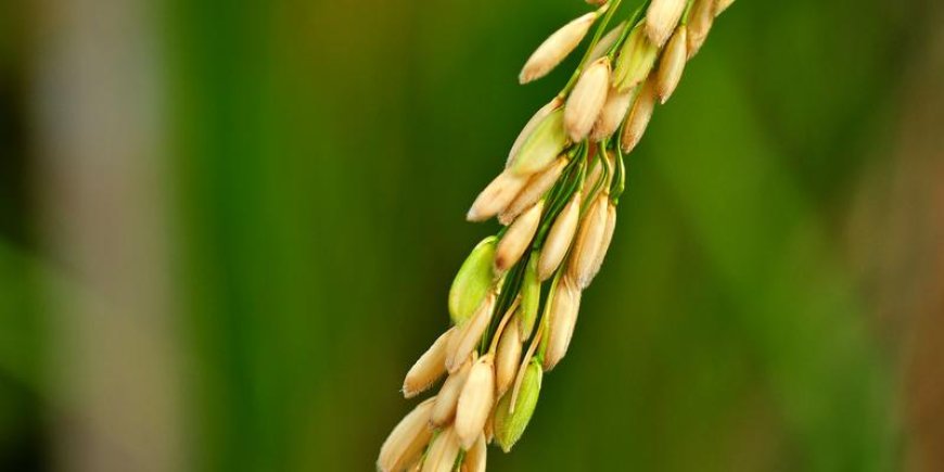 Ist Reis eine C4-Pflanze?