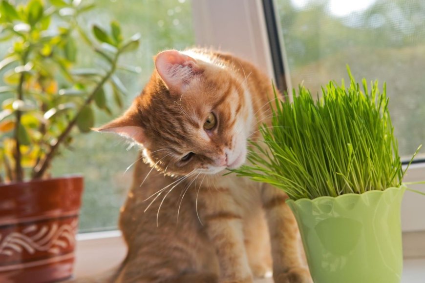 Pflanzen für Katzen – welche sind ungefährlich und gesund?