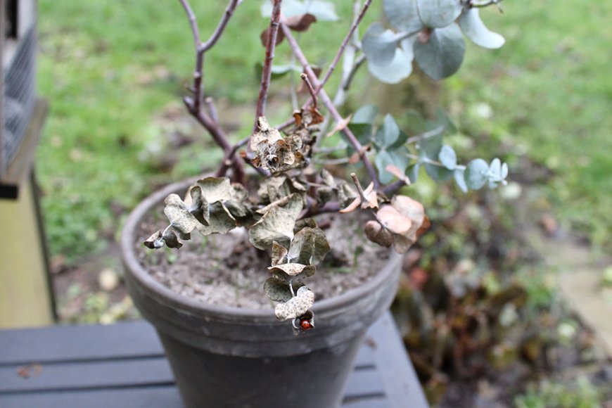 Pflanze vertrocknet – was tun?