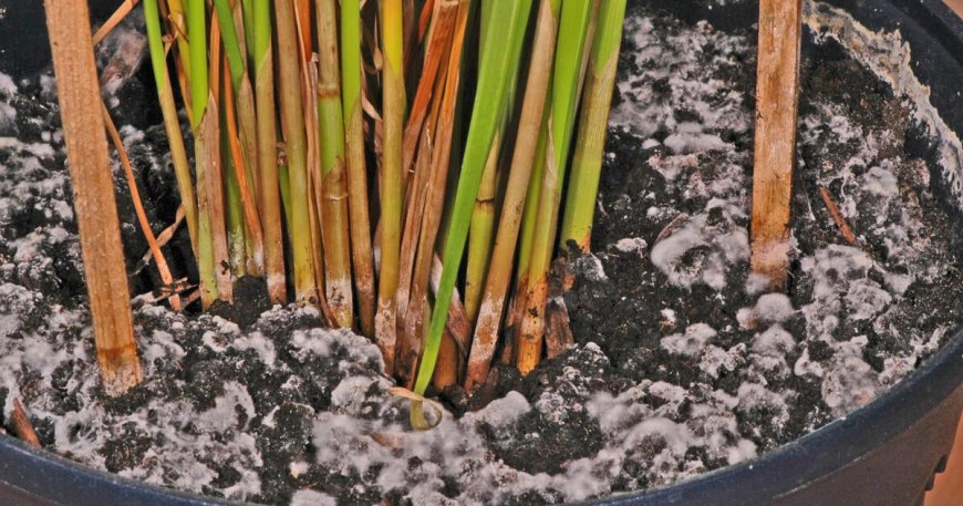 Was tun, wenn Pflanze schimmelt?