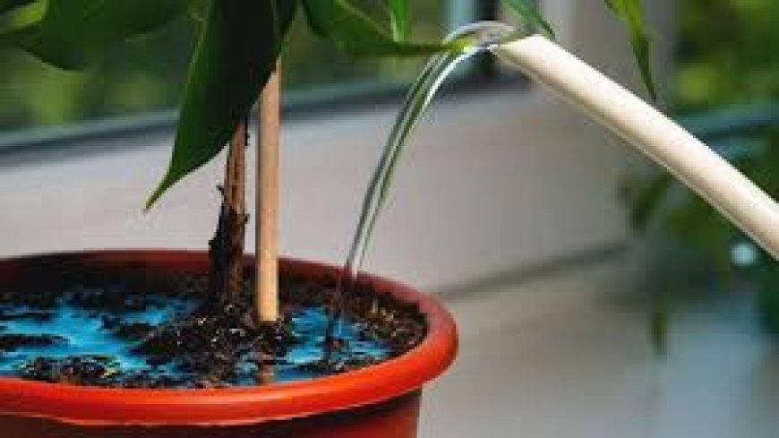 Pflanze überwässert – was tun?