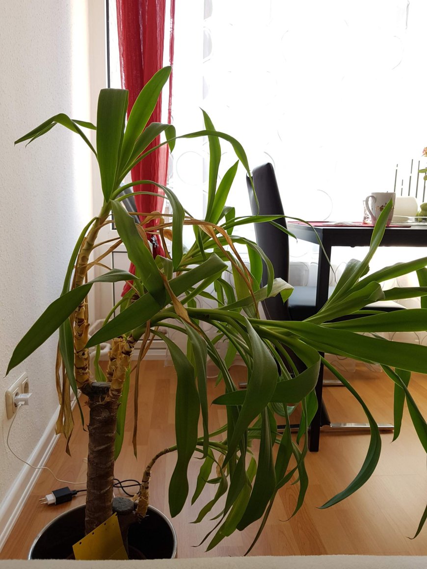 Pflanze wächst schief – was tun?