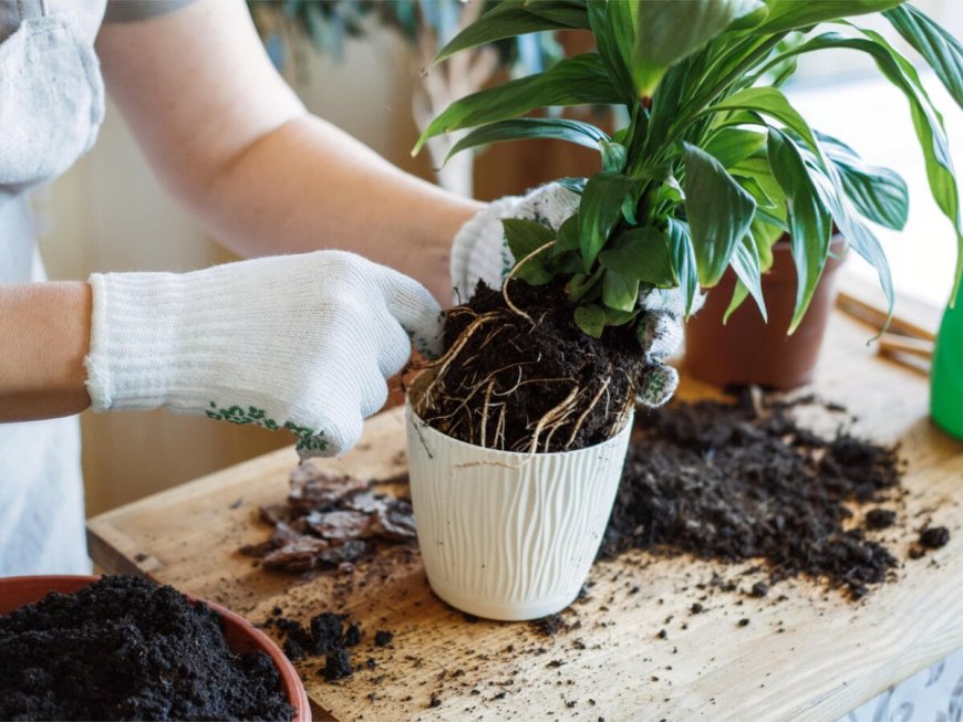 Fliegen in der Pflanze – was tun?