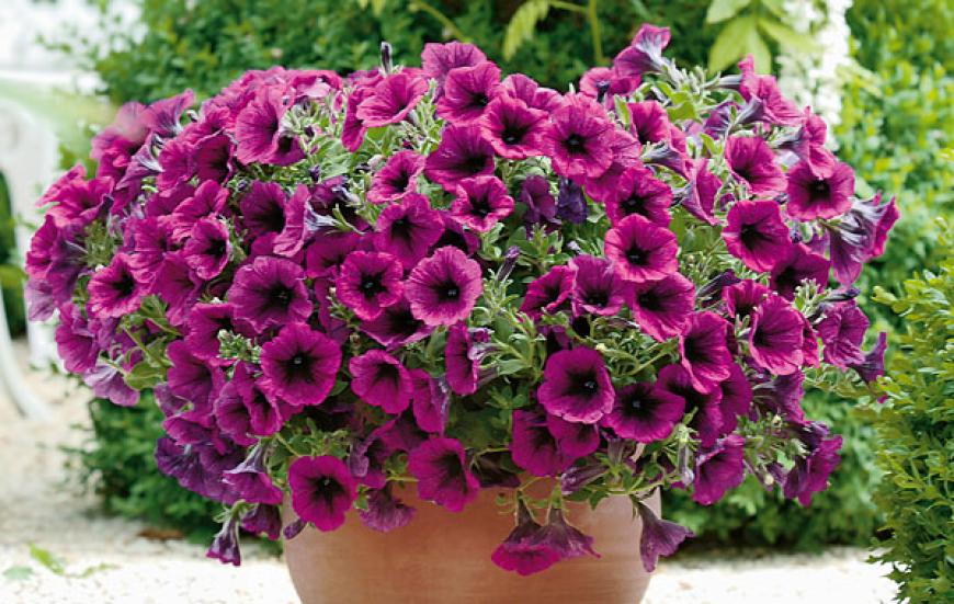 Petunien retten: So bringen Sie fast abgestorbene Pflanzen wieder zum Leben