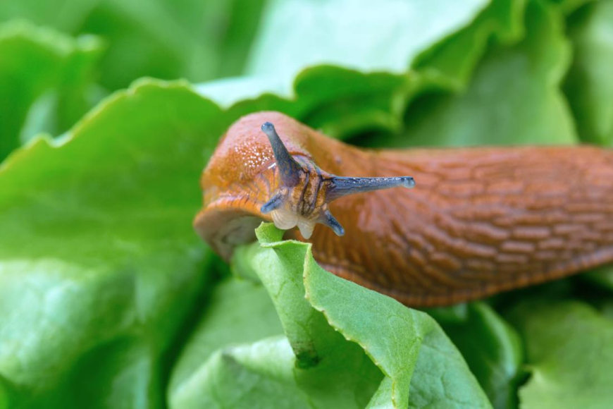 Schnecken im Garten loswerden 7 Tricks, die wirklich helfen